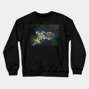 Orange Tip Backlit on Little Mouse-Ear Flower Crewneck Sweatshirt